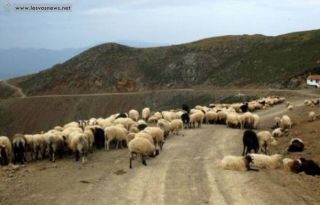 εικόνα άρθρου