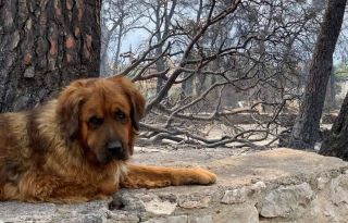 εικόνα άρθρου